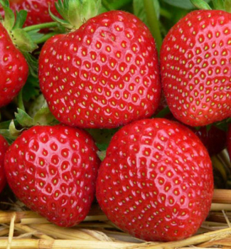 Jahoda �MALWINA�, kont. 0,5 l