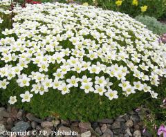 Lomikame� Arendsov / Saxifraga arendsii �ALBA�