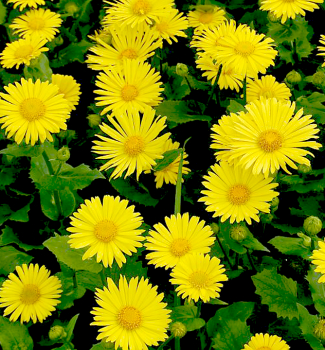 Kamzi�n�k v�chodn� �LITTLE LEO�, kont. 0,5 l