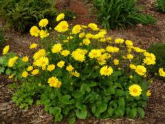 Kamzi�n�k v�chodn� �LITTLE LEO�