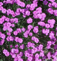 Dianthus gratianopolitanus �PINK JEWEL�
