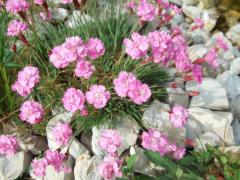 Dianthus gratianopolitanus �PINK JEWEL� detail