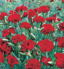 Obr�zok (1)