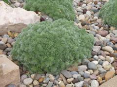 Artemisia schmidtiana ´NANA´ v záhone medzi kameňmi