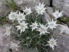 Leontopodium alpinum �EDELWEISS� v prostred� medzi kame�mi