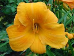 Hemerocallis ´Chicago Sunrise´, detail kvetu