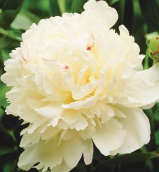 Piv�nia bylinn� �MARIE LEMOINE�, kont. 1,5 l