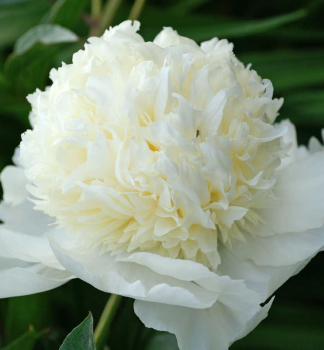 Piv�nia bylinn� �CHARLES WHITE�, kont. 1 l