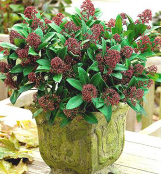 Skimia japonsk� �RUBELLA� 15-20 cm, kont. 2 l