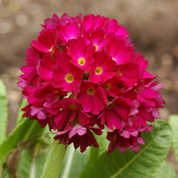 Obr�zok (3)