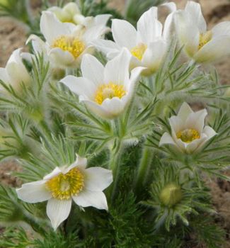 Poniklec oby�ajn� �PINWHEEL WHITE� kont. 0,5 l