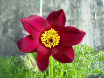 Pulsatilla vulgaris �ROTE GLOCKE� detail kvetu