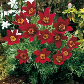 Pulsatilla vulgaris �ROTE GLOCKE� v z�hone