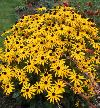 Rudbekia �iariv� �GOLDSTURM� kont. 1 l