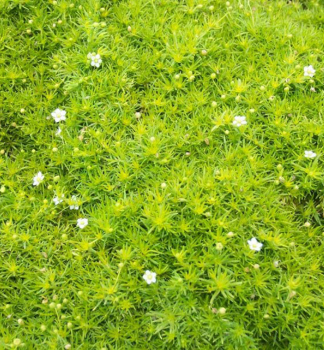 Machovi�ka �idlovit� �LIME MOSS� kont. 0,5 l