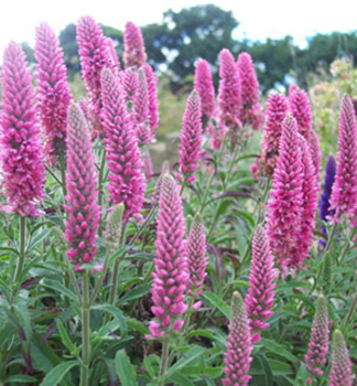 Veronika klasnat HEIDEKIND kont. 1,4 l