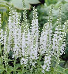 Veronika klasnat� �ICICLE� kont. 1,4 l