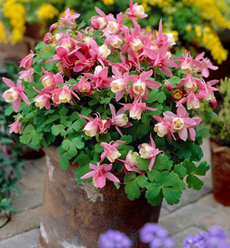 Orl��ek vej�rovit� �SPRING MAGIC WHITE PINK�, kont. 0,5 l