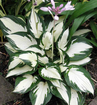 Hosta ´FIRE AND ICE´ kont. 1 l