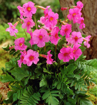 Incarvillea delavayi, kont. 2 l