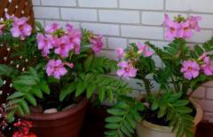 Incarvillea delavayi v �repn�koch