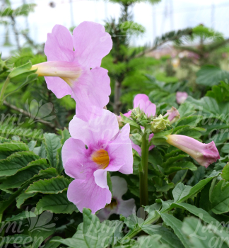Obr�zok (2)
