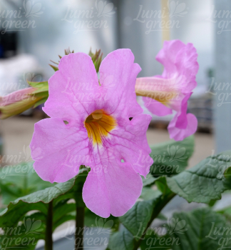 Obr�zok (3)