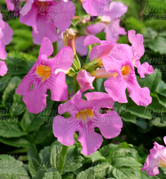 Obr�zok (4)