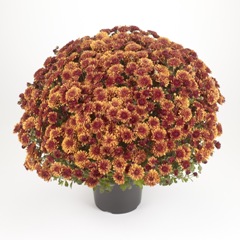 Chryzantéma / Chrysanthemum multiflora ´KATELLI´ 3+