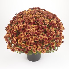 Chryzant�ma / Chrysanthemum multiflora �KATELLI� 3+