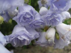 Campanula cochleariifolia ELISABETH OLIVER, detail kvetov