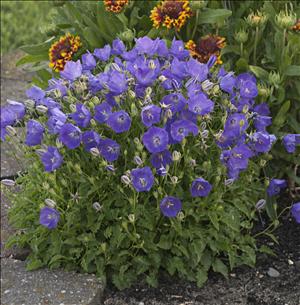 Campanula hybride �SAMANTHA�
