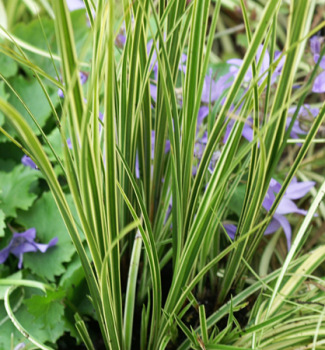 Carex brunnea ´AUREOMARGINATA´ detail rastliny