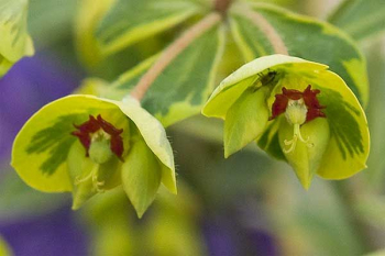 Mliečnik / Euphorbia martinii ´ASCOT RAINBOW´ detail kvetu