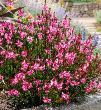 Gaura Lindheimerova �SISKIYOU PINK � kont. 1 l