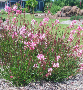 Gaura Lindheimerova �SISKIYOU PINK � kont. 1 l