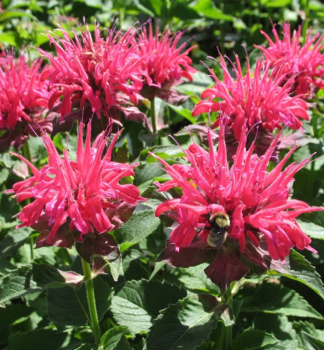 Monarda podvojn� �PINK SUPREME�� kont. 1 l