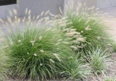 Pennisetum alopecuroides �LITTLE BUNNY� skupinov� v�sadba