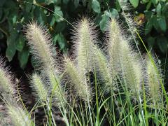 Pennisetum alopecuroides �LITTLE BUNNY�detail metlinat�ch kvetov