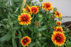 Gaillardia aristata �ARIZONA SUN�