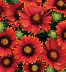 Gaillardia aristata �ARIZONA RED SHADES�