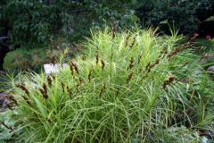 Carex muskingumensis ´LITTLE MIDGE´ obdobie kvitnutia