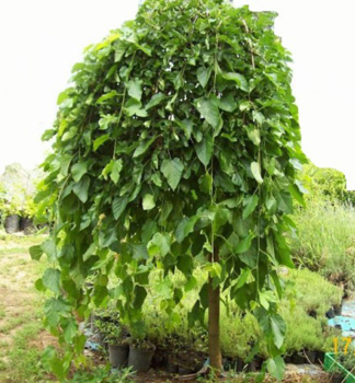 Moru�a �ierna �PENDULA� na kmienku 150 cm, kont. 12 l
