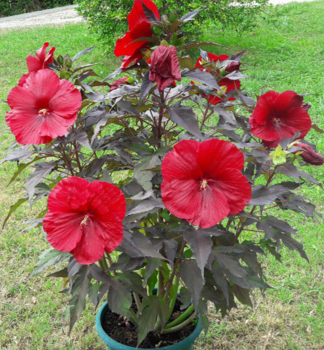 Ibi�tek bahenn� �GEANT RED��, kont. 2 l