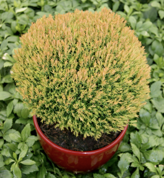 Obr�zok (2)