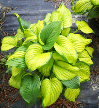 Hosta ´STAINED GLASS´ kont. 0,5 l