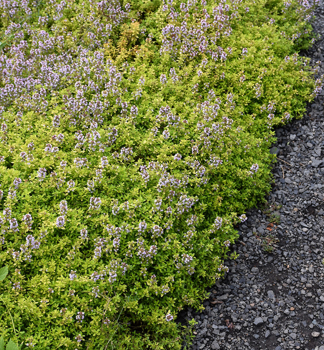 Materina d��ka citr�nov� �GOLD LEMON�, kont. 1 l