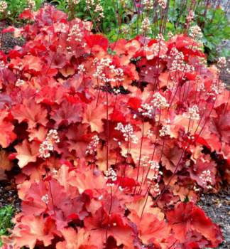 Heuchera hybridn� �RIO�� kont. 0,5 l