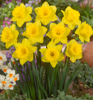 Narcis ve�kokvet� �DUTCH MASTER� 5 ks v balen�