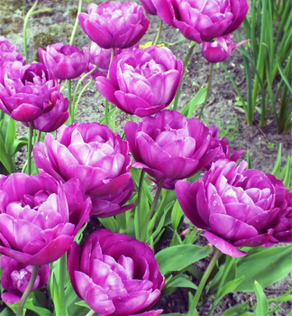 Tulipn BLUE SPECTACTLE 5 ks v balen